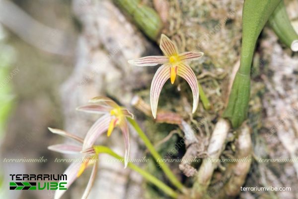 Cầu Diếp Gần 1 Đặc điểm hình thái sinh học của cây Cầu Diếp Gần