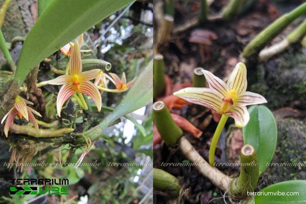 Cầu Diếp Gần 2 Tìm hiểu về môi trường sống của Cầu Diếp Gần