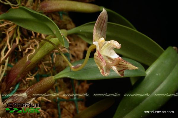 Cầu Diệp Hạnh Nhân 1 Đặc điểm hình thái sinh học của Cầu Diệp Hạnh Nhân