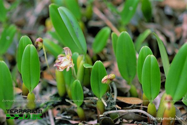 Cầu Diệp Hạnh Nhân 2 Cầu Diệp Hạnh Nhân sống trong môi trường mát mẻ, bám trên các thân cây