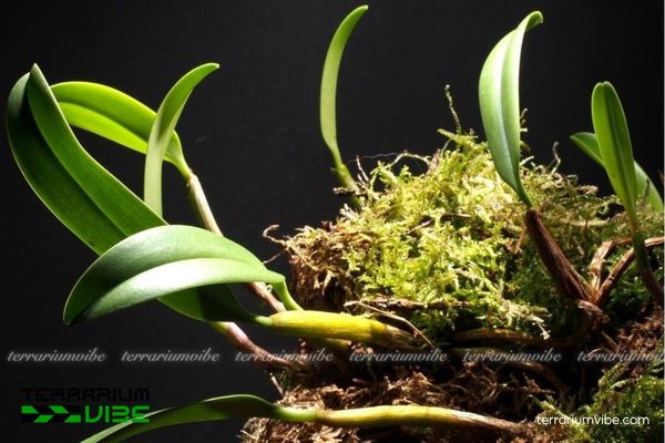 Cầu Diệp Hạnh Nhân 3 Cầu Diệp Hạnh Nhân thich nghi linh hoạt trong terrarium