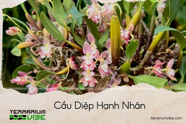 cau-diep-hanh-nhan cầu diệp hạnh nhân