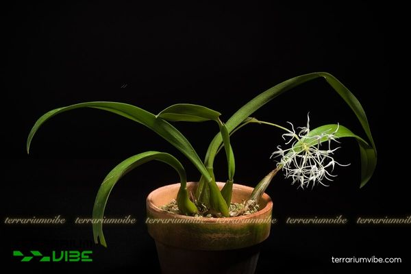 cầu diệp hoa thưa 3 Cầu Diệp Hoa Thưa bám trên lũa và kết hợp cùng rêu xanh tự nhiên trong terrarium