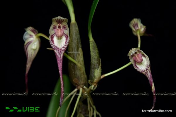 Cầu Diệp Lõm 3 Cầu Diệp Lõm phù hợp trồng trong terrarium gắn cây bám trên lũa