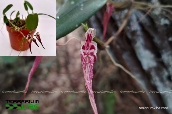 Cầu Diệp Lõm 4 Các yếu tố môi trường cơ bản cần đảm bảo chăm cây Cầu Diệp Lõm