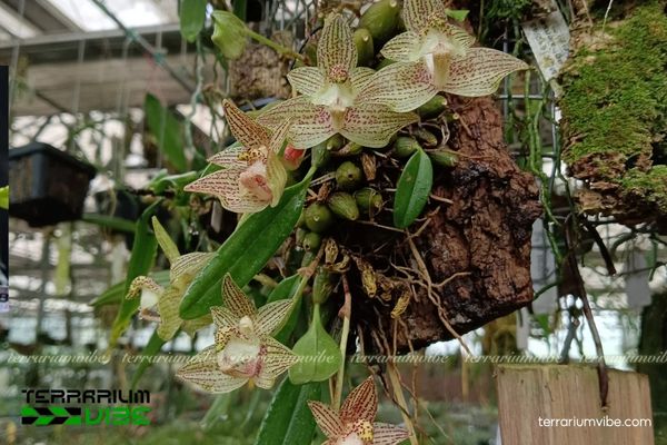 Cầu Diệp Mào 1 Đặc điểm hình thái sinh học của Cầu Diệp Mào