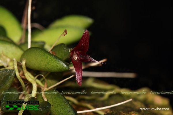 Cầu Diệp Môi Ngắn 1 Đặc điểm hình dáng và phân loại học của Cầu Diệp Môi Ngắn