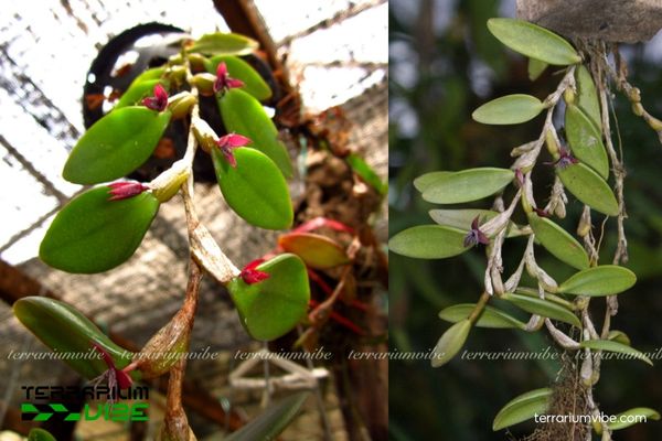 Cầu Diệp Môi Ngắn 2 Cầu Diệp Môi Ngắn sống trong rừng ẩm, bán trên các thân cây