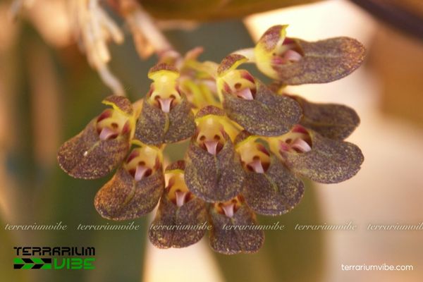 Cầu Diệp Muỗng 1 Đặc điểm hình thái và phân loại học của Cầu Diệp Muỗng