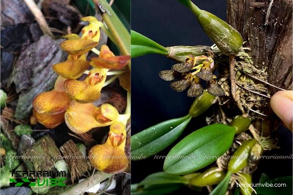 Cầu Diệp Muỗng 4 Các yếu tố môi trường đảm bảo cây Cầu Diệp Muỗng khỏe trong hồ cạn