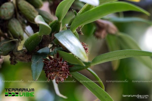 Cầu Diệp San Hô 2 Cầu Diệp San Hô sống trong rừng nhiệt đới ẩm