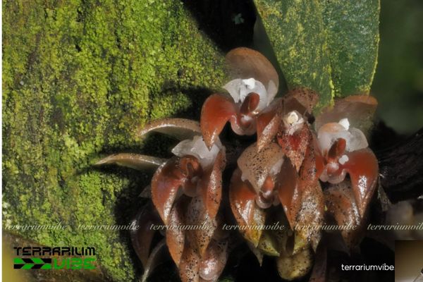 Cầu Diệp San Hô 3 Cầu Diệp San Hô lý tưởng cho terrarium kín kết hợp với cây