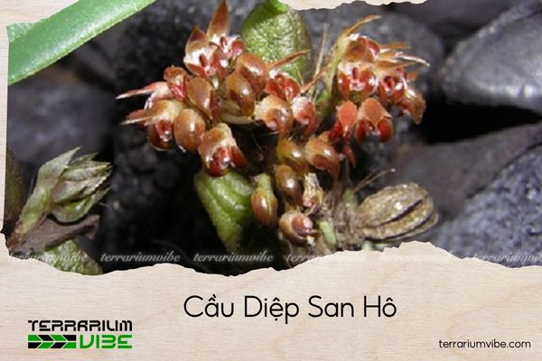 cau-diep-san-ho cầu diệp san hô