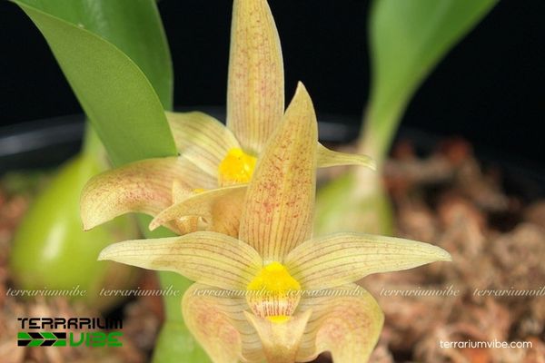 Cầu Diệp Tây Nguyên 1 Phân loại học và đặc điểm hình thái của Cầu Diệp Tây Nguyên