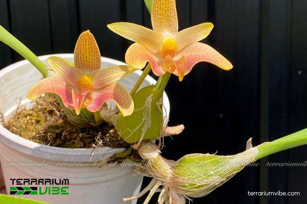 Cầu Diệp Tây Nguyên 2 Cầu Diệp Tây Nguyên thường sống bám trên thân cây trong rừng ẩm nhiệt đới