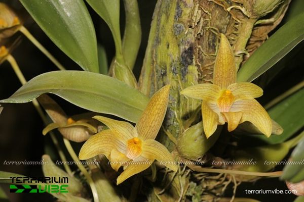 Cầu Diệp Tây Nguyên 4 Điều kiện môi trường cơ bản cần thiết chăm Cầu Diệp Tây Nguyên trong hồ cạn