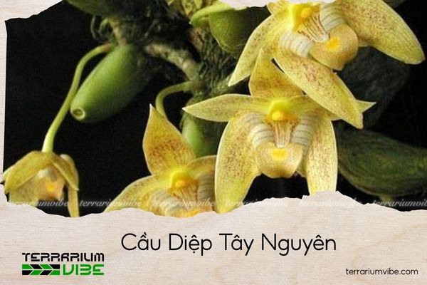 cau-diep-tay-nguyen cầu diệp tây nguyên