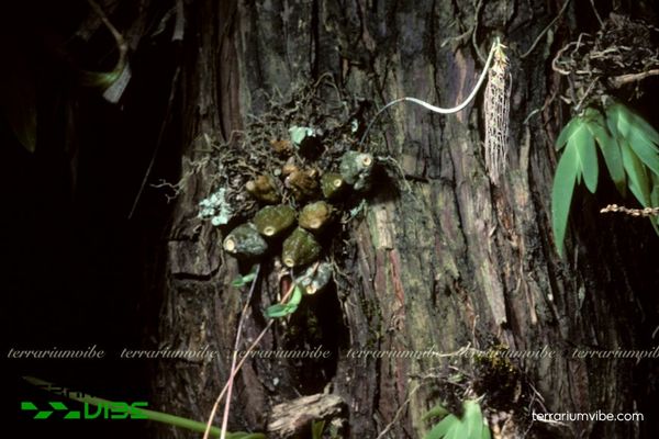 Cầu Diệp Tóc 2 Cầu Diệp Tóc mọc biểu sinh trên thân cây trong rừng nhiệt đới ẩm