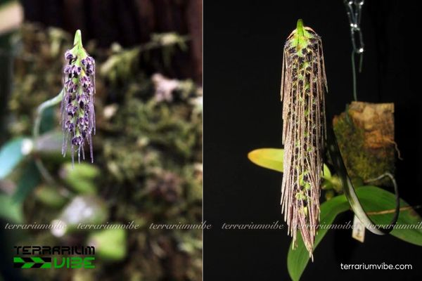 Cầu Diệp Tóc 4 Điều kiện chăm sóc cây cơ bản dành cho Cầu Diệp Tóc trong terrarium