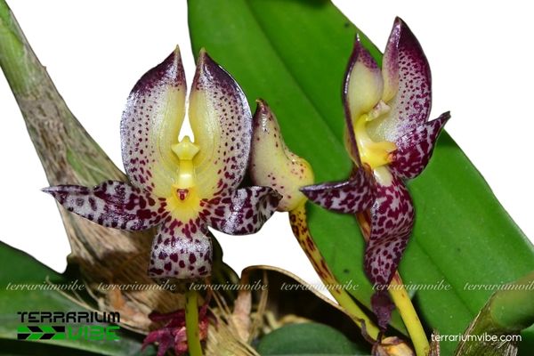 Cầu Hành Hoa To 1 Phân loại học và đặc điểm hình thái của Cầu Hành Hoa To