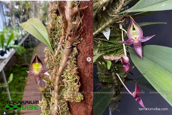 Cầu Hành Hoa To 4 Cách chăm sóc cơ bản Cầu Hành Hoa To trong terrarium