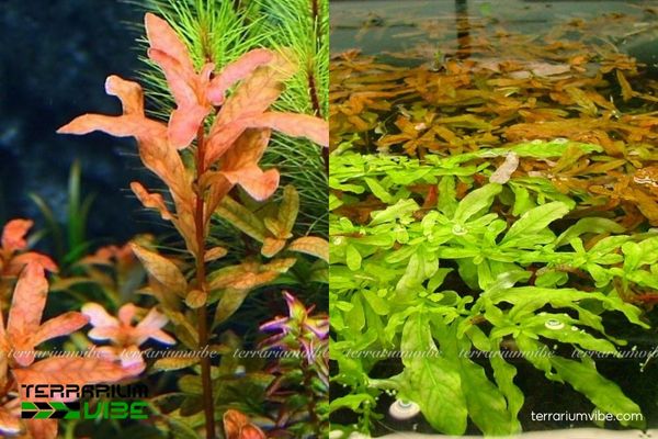 Cây Bá văn Hương Cam 1 Đặc điểm hình thái và phân loại học của cây Bá văn Hương Cam