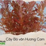 cây bá văn hương cam