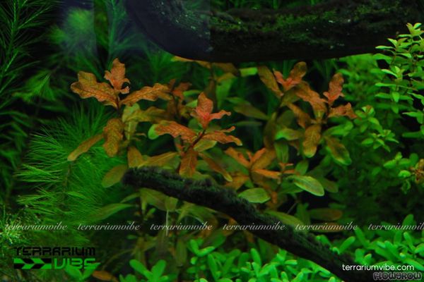 Cây Bá văn Hương Cam 4 Cây Bá Văn Hương Cam giữ màu đẹp khi được cung cấp đủ sáng