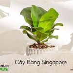 cây bàng singapore thủy sinh