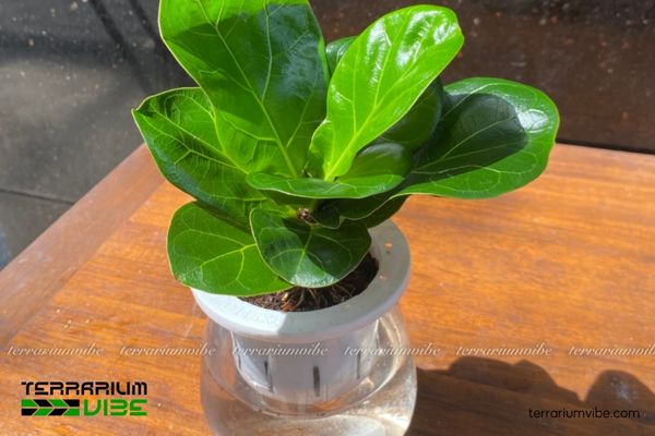 Cây Bàng Singapore thủy sinh 2 Cây Bàng Singapore có nguồn gốc từ rừng ẩm nhiệt đới Tây Phi