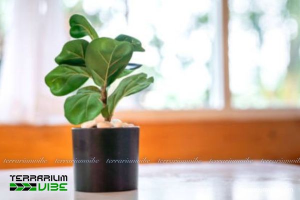 Cây Bàng Singapore thủy sinh 4 Cây Bàng Singapore ưa sáng gián tiếp, cần giữ ẩm và tỉa lá định kỳ