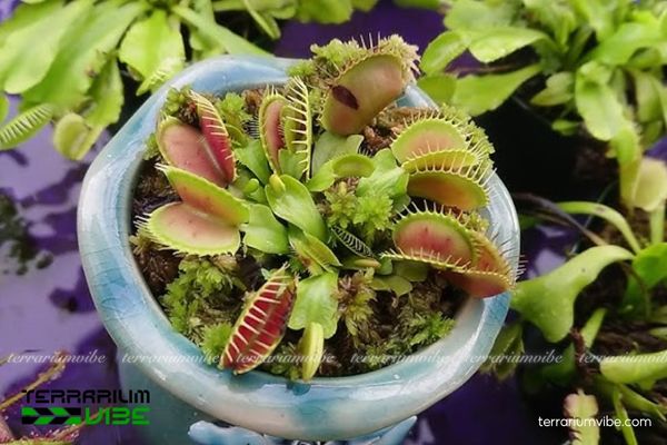 Cây Bẫy Kẹp 1 Đặc điểm hình thái và phân loại sinh học của cây Bẫy Kẹp