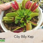 cây bẫy kẹp