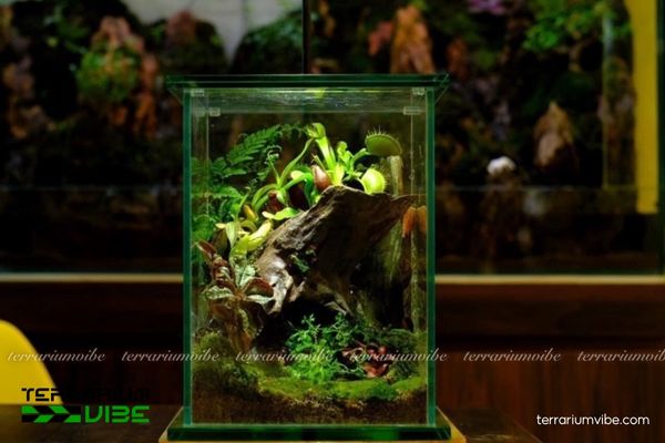 Cây Bẫy Kẹp 3 Cây Bẫy Kẹp thích hợp terrarium bán kín ẩm thoáng