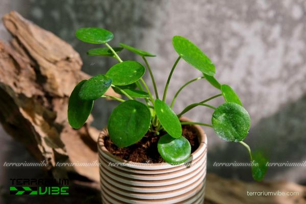 Cây Cỏ Gương 1 Phân loại học và hình thái của cây Cỏ Gương