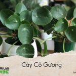 cây cỏ gương