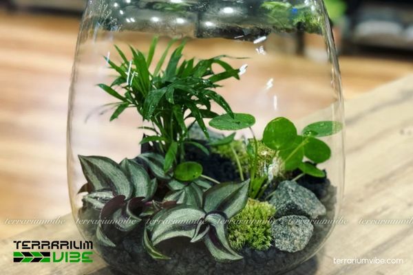 Cây Cỏ Gương 4 Điều kiện về môi trường khi trồng cây Cỏ Gương