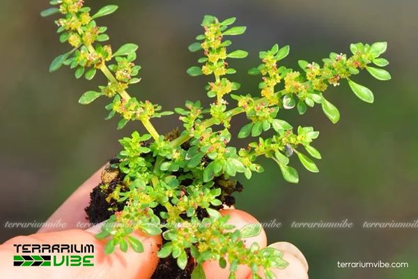 Cây Cỏ Lăn Tăn 1 Đặc điểm hình thái và phân loại sinh học của cây Cỏ Lăn Tăn