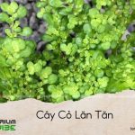 cây cỏ lăn tăn