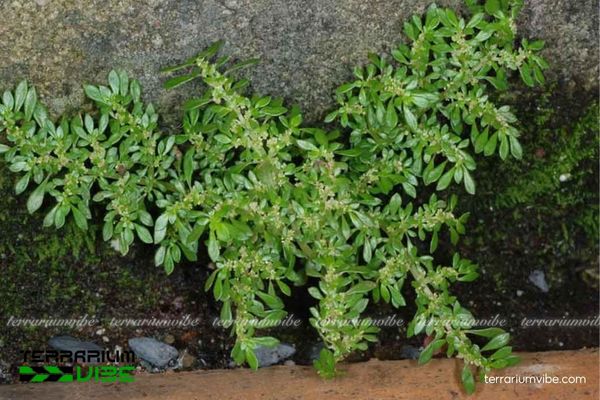 Cây Cỏ Lăn Tăn 2 Cỏ Lăn Tăn là loài bản địa Nam Mỹ, ưa ẩm và dễ thích nghi nhiều môi trường