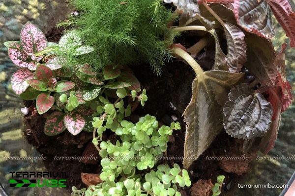 Cây Cỏ Lăn Tăn 3 Cỏ Lăn Tăn dễ chăm, hợp terrarium mở hoặc bán kín