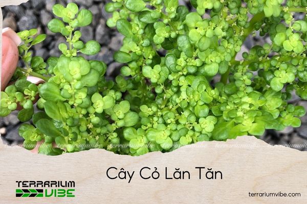 cay-co-lan-tan cây cỏ lăn tăn