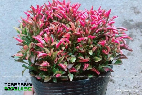 Cây Diệu Kỷ Đỏ 1 Phân loại học và hình thái của cây Diệu Kỷ Đỏ