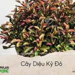 cây diệu kỷ đỏ