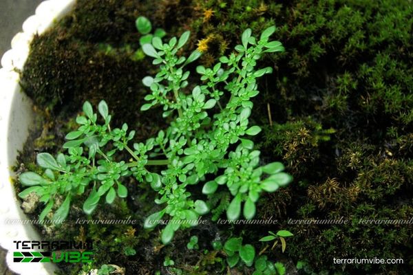 Cây Cỏ Lăn Tăn 4 Một số yếu tố cơ bản cần lưu ý khi chăm cây Cỏ Lăn Tăn