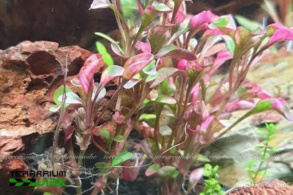 Cây Diệu Kỷ Đỏ 4 Điều kiện môi trường cần thiết cho cây Diệu Kỷ Đỏ trong hồ cạn