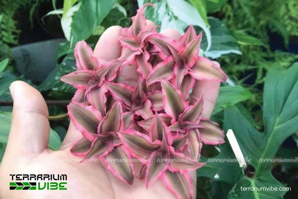 Cây Dứa Hồng Phụng 1 Phân loại học và đặc điểm hình thái của cây Dứa Hồng Phụng