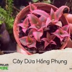 cây dứa hồng phụng