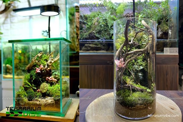 Cây Dứa Hồng Phụng 4 Chăm sóc Dứa Hồng Phụng cần giữ ẩm cao, ánh sáng khuếch tán