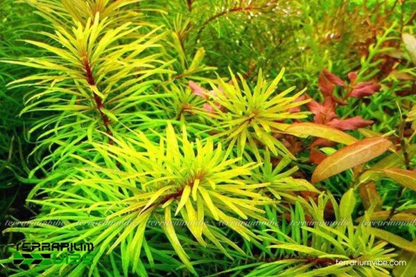 Cây Dừa Sing 1 Phân loại học và hình dáng của cây Dừa Sing